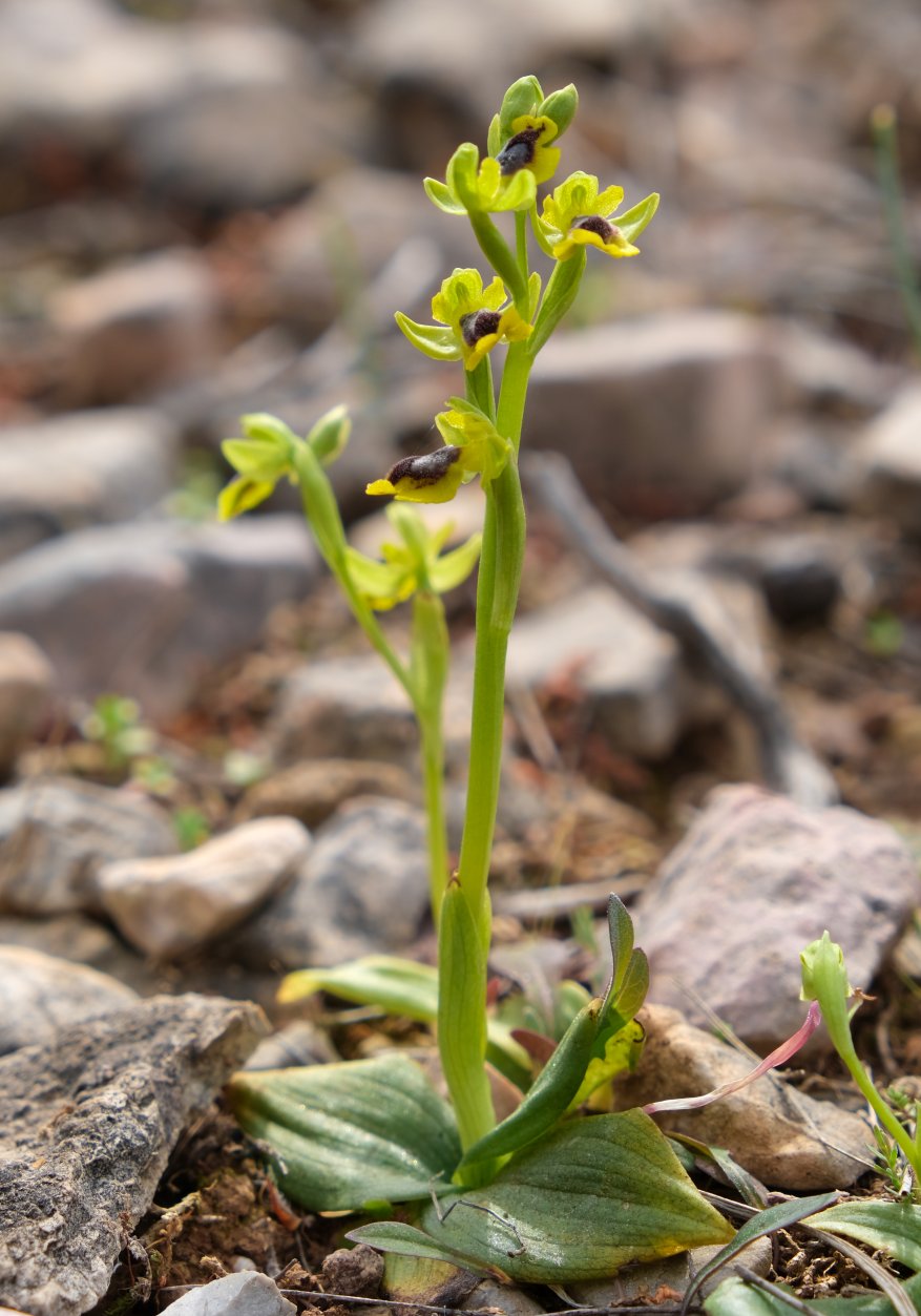 Anno nuovo, orchidee nuove: dalla Grecia con passione.